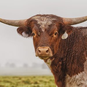 KVR Postcard - Miss Cali